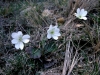 Hepatica nobilis Schreb.