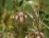 Nigella damascena L.