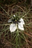 Nigella damascena L.