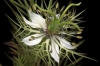 Nigella damascena L.