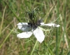 Nigella damascena L.