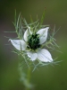 Nigella damascena L.