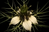 Nigella damascena L.