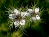 Nigella damascena L.