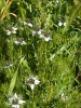 Nigella damascena L.