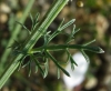Nigella gallica Jord.
