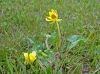 Ranunculus ficaria L. subsp. ficaria
