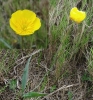 Ranunculus gramineus L.