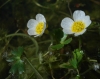 Ranunculus peltatus ? 2/2