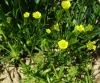 Ranunculus arvensis L.