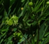 Ranunculus arvensis L.