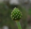 Ranunculus gramineus L.