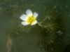 Ranunculus trichophyllus ? 1 de 2