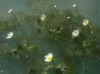 Ranunculus trichophyllus ? 2 de 2