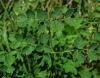 Thalictrum minus subsp. valentinum ? 2/2