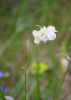 Thalictrum tuberosum L.