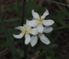 Thalictrum tuberosum L.