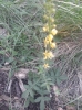 Agrimonia eupatoria ?