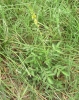 Agrimonia eupatoria L.