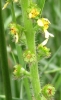 Agrimonia eupatoria L.