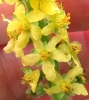 Agrimonia eupatoria L.