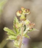 Agrimonia eupatoria L.