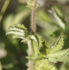 Agrimonia eupatoria L.