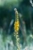 Agrimonia eupatorium