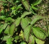 Agrimonia eupatoria L. subsp. eupatoria