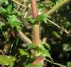 Agrimonia eupatoria L. subsp. eupatoria