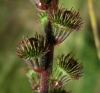 Agrimonia eupatoria L. subsp. eupatoria