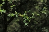 Amelanchier ovalis