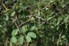Amelanchier ovalis Medik.