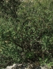 Amelanchier ovalis Medik.