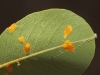 Amelanchier ovalis Medik.