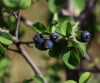 Amelanchier ovalis Medik.