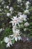 Amelanchier ovalis Medik.