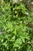 Filipendula ulmaria (L.) Maxim.