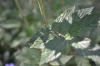 Filipendula ulmaria (L.) Maxim.