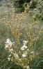 Filipendula vulgaris Moench