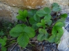 Fragaria vesca L. subsp. vesca