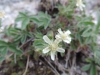 Potentilla caulescens ?