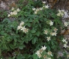 Potentilla caulescens L.