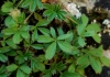 Potentilla caulescens L.