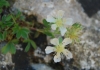 Potentilla caulescens L.