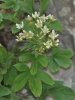 Potentilla caulescens L.