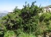 Prunus ? 2/3 Prunus ? 2/3