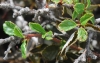 Prunus prostrata Labill.