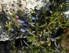 Prunus spinosa L. Prunus spinosa L.