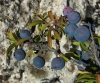 Prunus spinosa L. Prunus spinosa L.